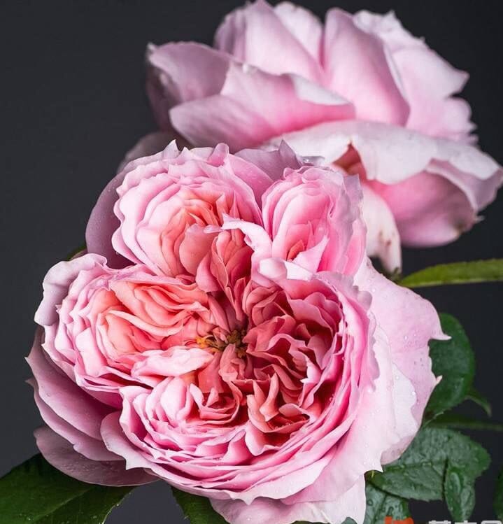 Rose 'Schone Maid' (美少女) fragrance, disease resistance, cut flowers (1Gal+ Live Plant) Shrub Rose .