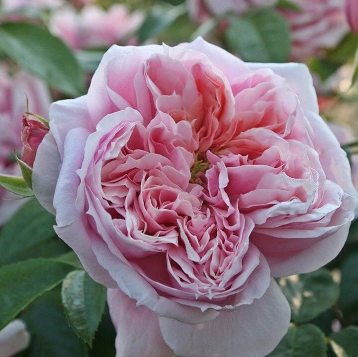 Rose 'Schone Maid' (美少女) fragrance, disease resistance, cut flowers (1Gal+ Live Plant) Shrub Rose .