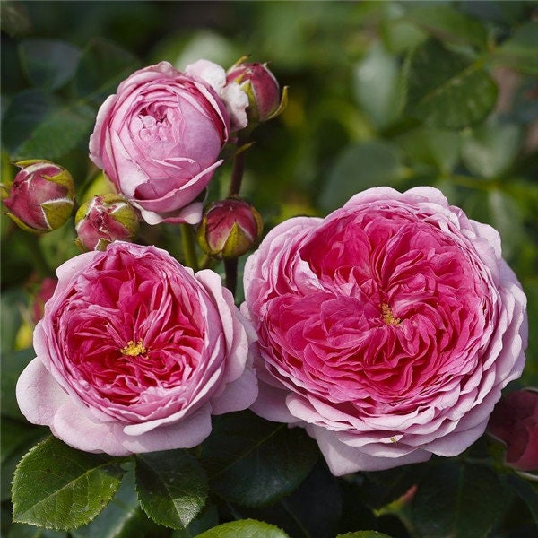 Rose 'Modern Art' (现代艺术) (1Gal+ Live Plant) Shrub Rose