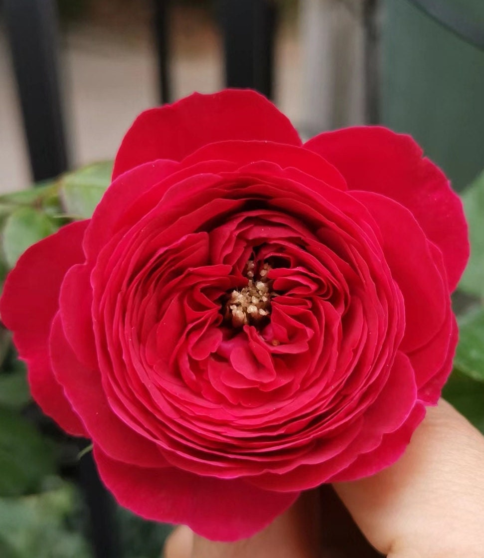 Rose 'Fragrance Red' (红色芬香) fragrance, disease resistance, cut flowers (1Gal+ Live Plant) Shrub Rose .