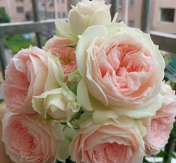 Rose 'Pompon Veranda' (绒球门廊) (1 Gal Live Plant) Shrub Rose