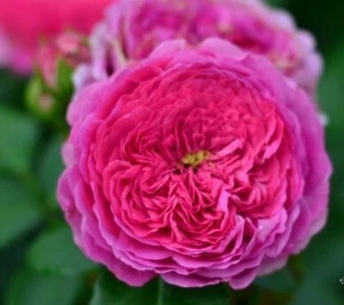 Rose 'Modern Art' (现代艺术) (1Gal+ Live Plant) Shrub Rose