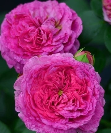 Rose 'Modern Art' (现代艺术) (1Gal+ Live Plant) Shrub Rose