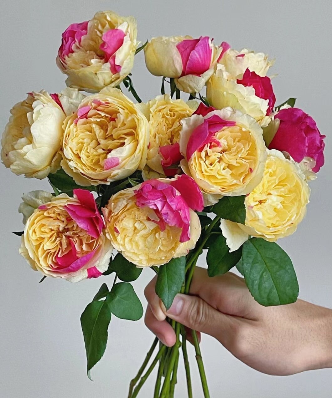 Japanese Rose 'Fugetsu' (风月) (1 Gal+ Live Plant) Shrub Rose