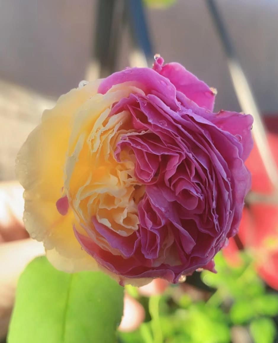 Japanese Rose 'Fugetsu' (风月) (1 Gal+ Live Plant) Shrub Rose