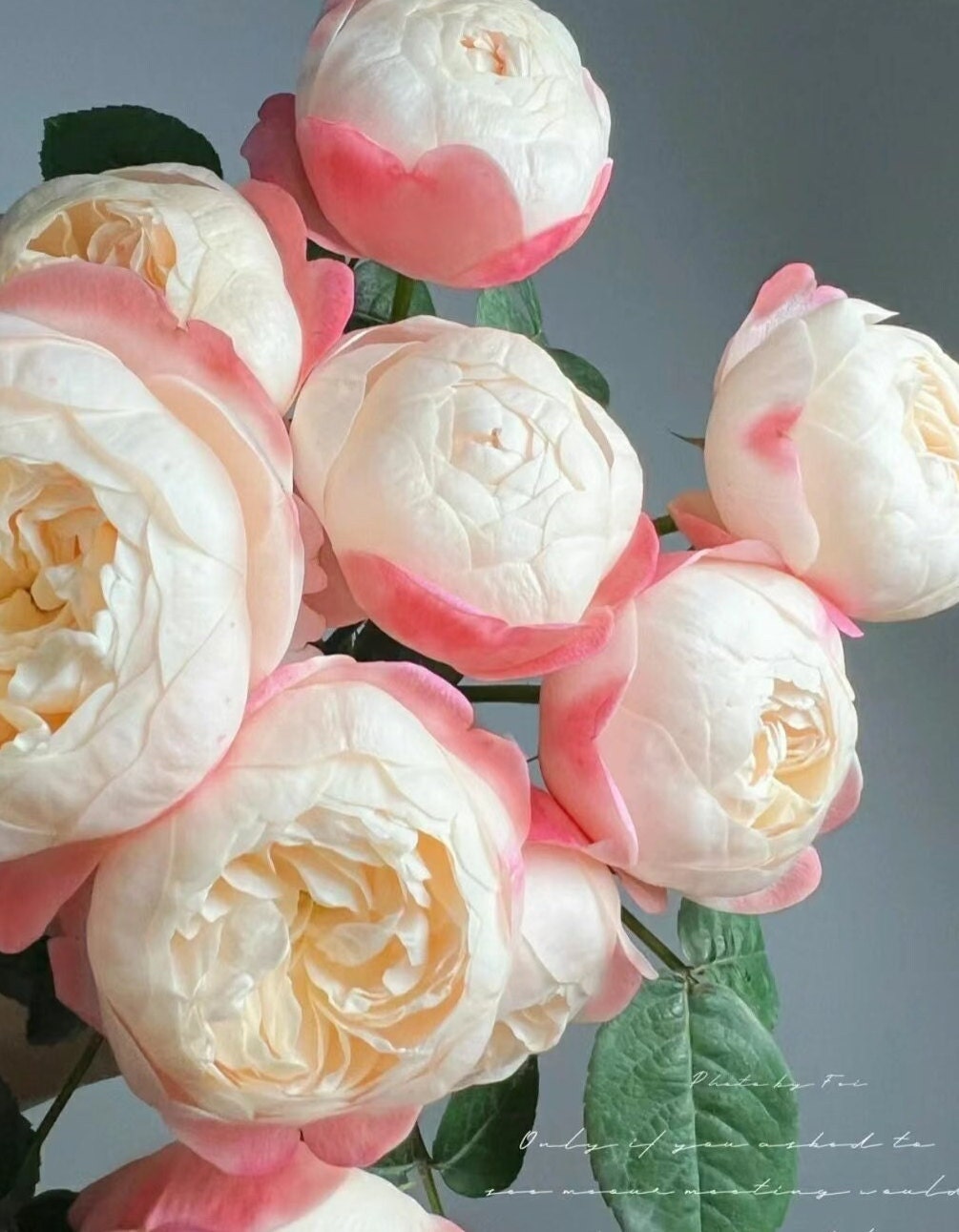 Japanese Rose Washitsu / Heshi (和室) (1 Gal+ Live Plant) Shrub Rose