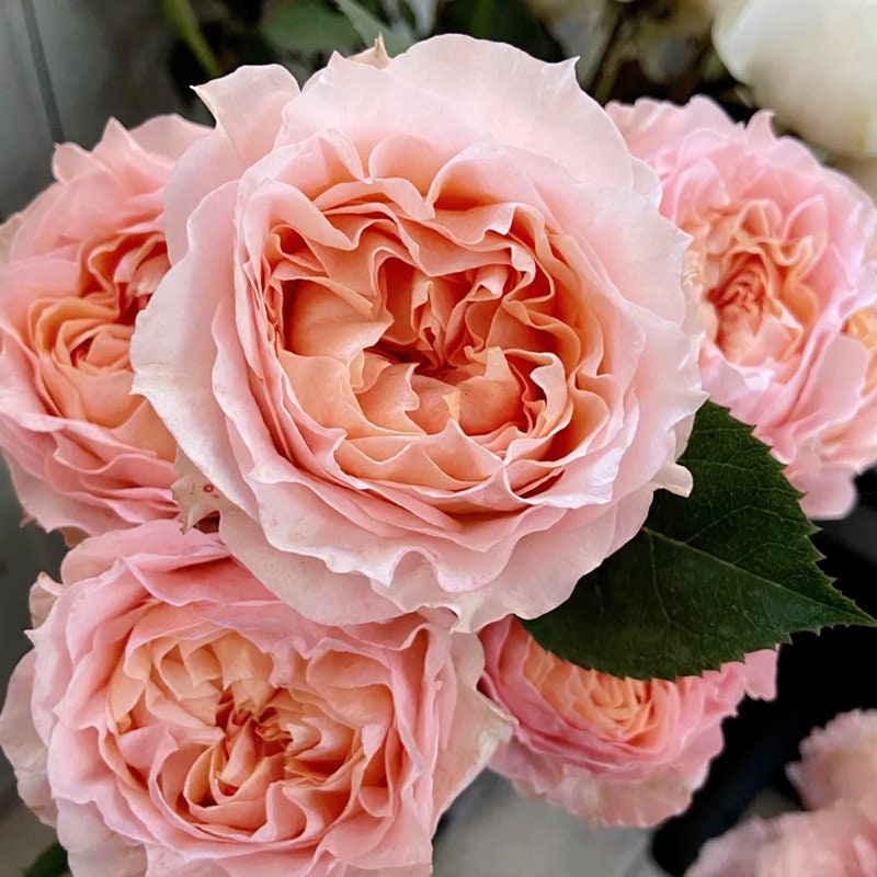 Rose 'GA Peach' (格鲁吉亚桃子) (1Gal Live Plant) Shrub Rose