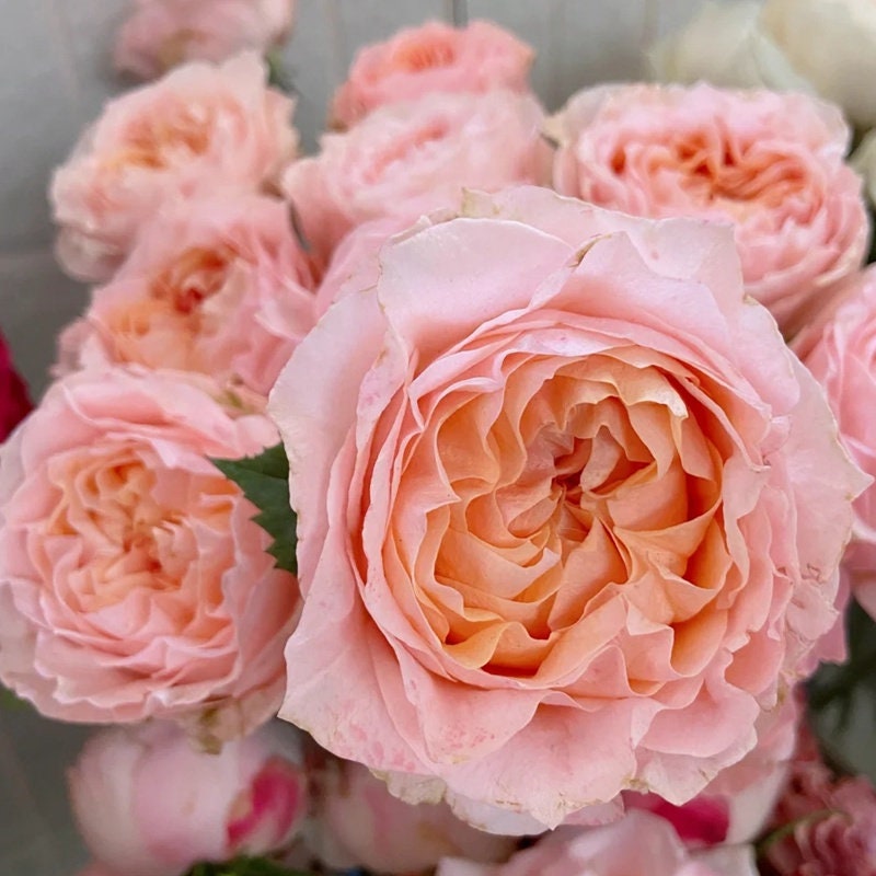 Rose 'GA Peach' (格鲁吉亚桃子) (1Gal Live Plant) Shrub Rose