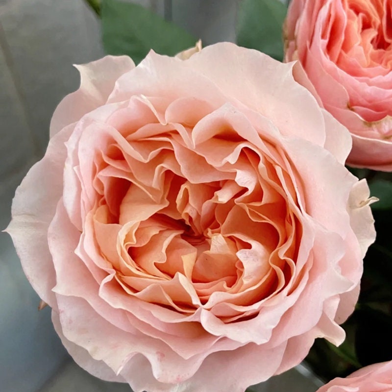 Rose 'GA Peach' (格鲁吉亚桃子) (1Gal Live Plant) Shrub Rose