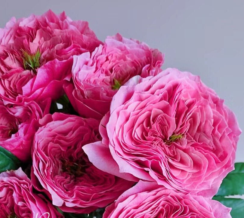 Rose "Regent's Park" (摄政公园) (1 Gal Live Plant) Shrub Rose