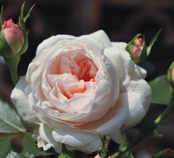 Climbing Rose 'Sabrina' (情归巴黎) (1 Gal+ Live Plant)