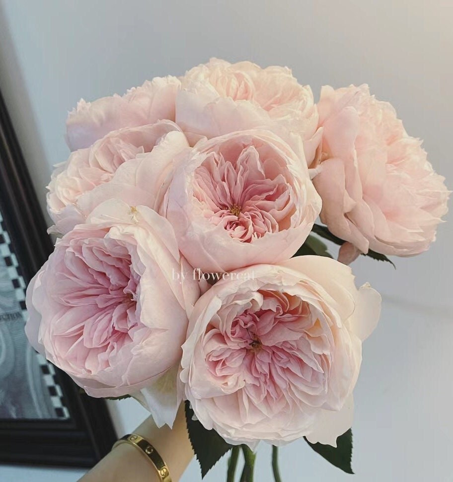 Climbing Rose 'Sabrina' (情归巴黎) (1 Gal+ Live Plant)