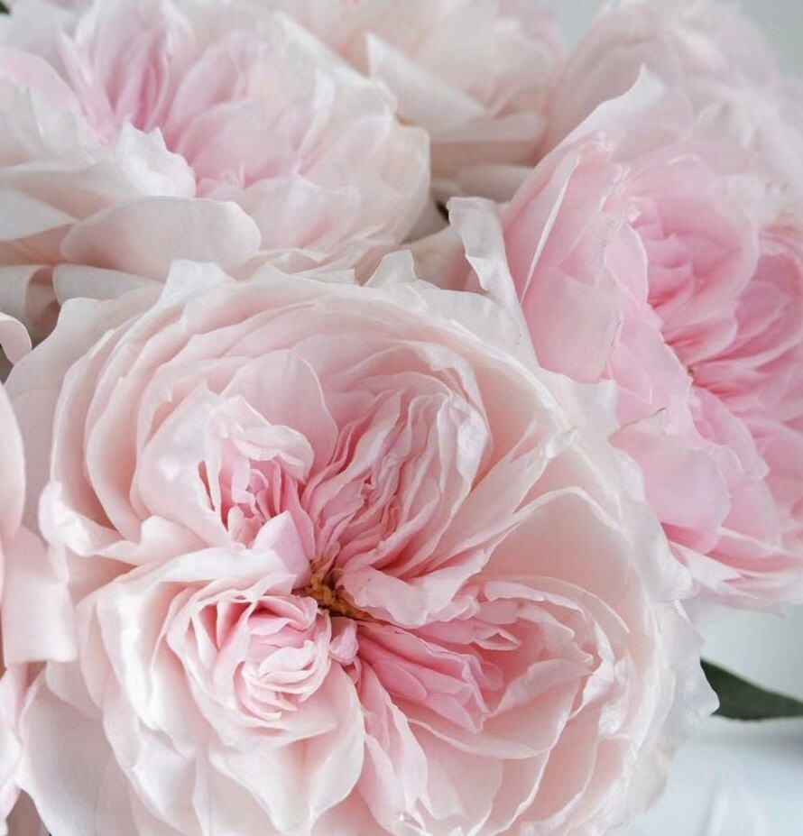 Climbing Rose 'Sabrina' (情归巴黎) (1 Gal+ Live Plant)