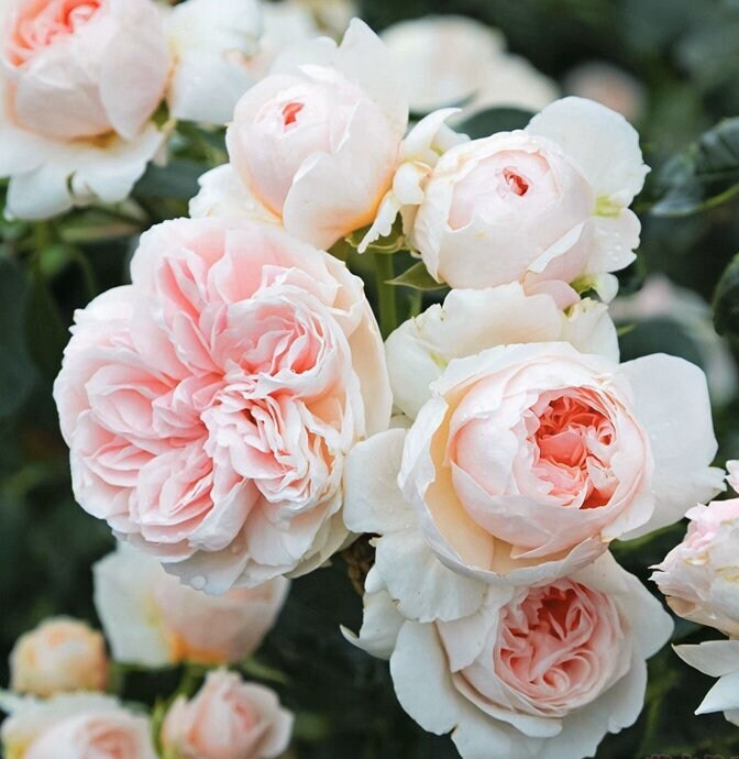 Climbing Rose 'Sabrina' (情归巴黎) (1 Gal+ Live Plant)