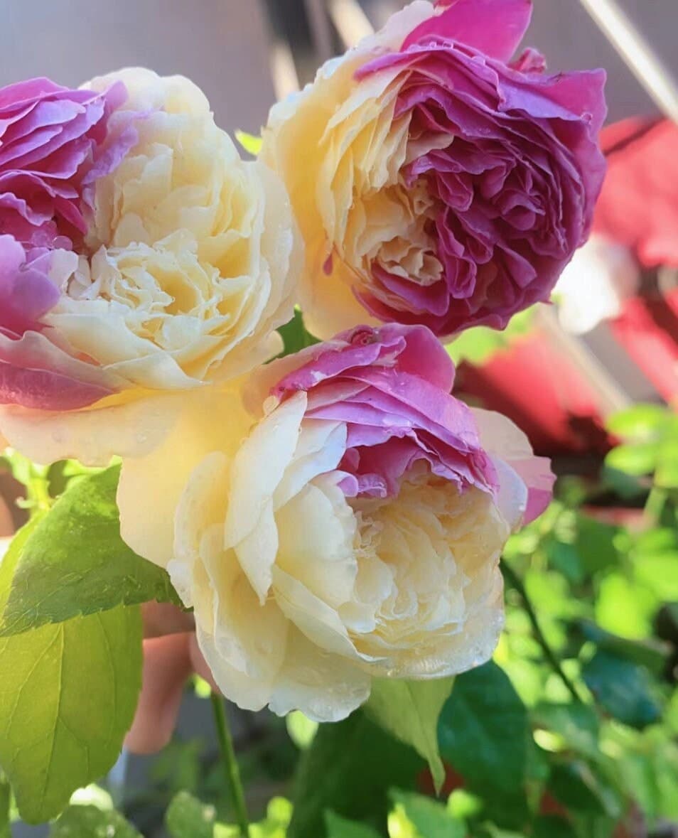 Japanese Rose 'Fugetsu' (风月) (1 Gal+ Live Plant) Shrub Rose