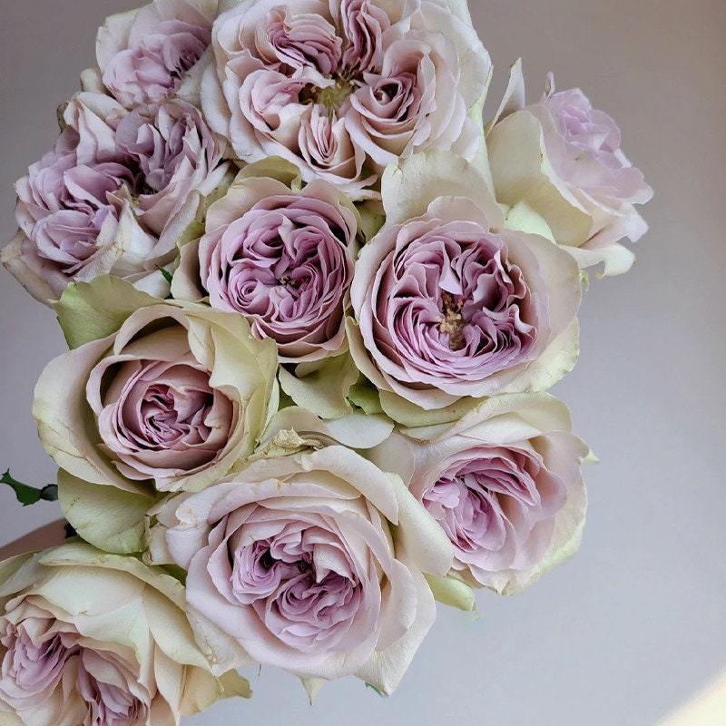 Rose 'Notre Dame' (巴黎圣母院) (1Gal+ Live Plant) Shrub Rose