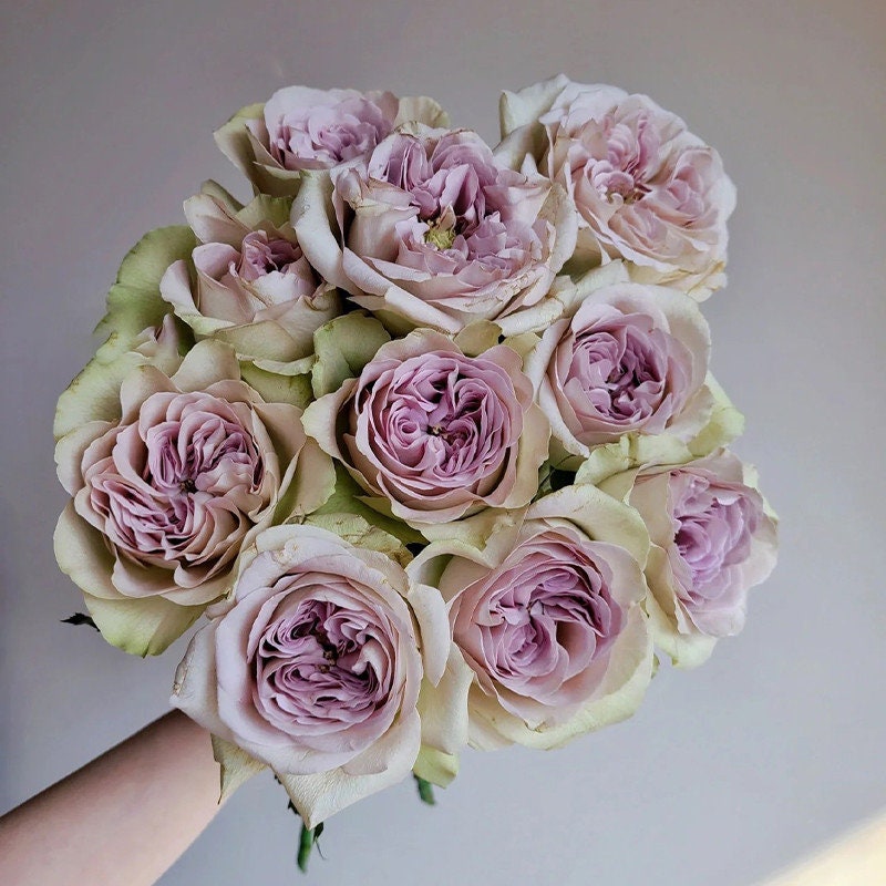 Rose 'Notre Dame' (巴黎圣母院) (1Gal+ Live Plant) Shrub Rose