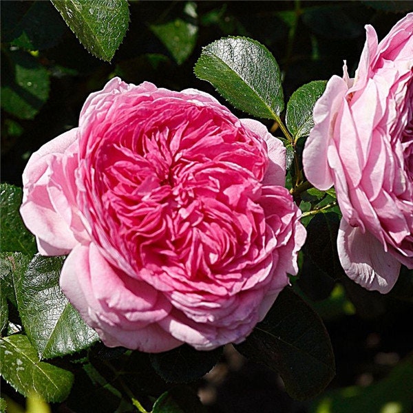 Rose 'Modern Art' (现代艺术) (1Gal+ Live Plant) Shrub Rose
