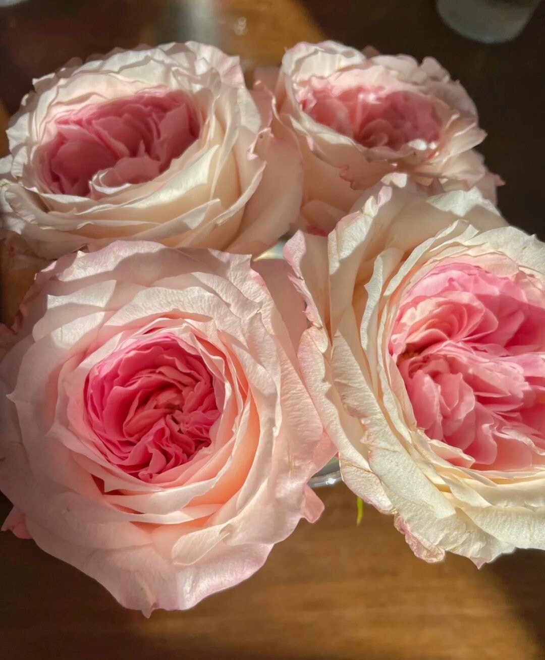 Rose 'Pink Mela Bride' (梅拉新娘) (1Gal Live Plant) Shrub Rose