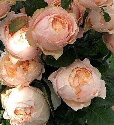 Rose 'Unforgettable' (难忘) (1Gal Live Plant) Shrub Rose