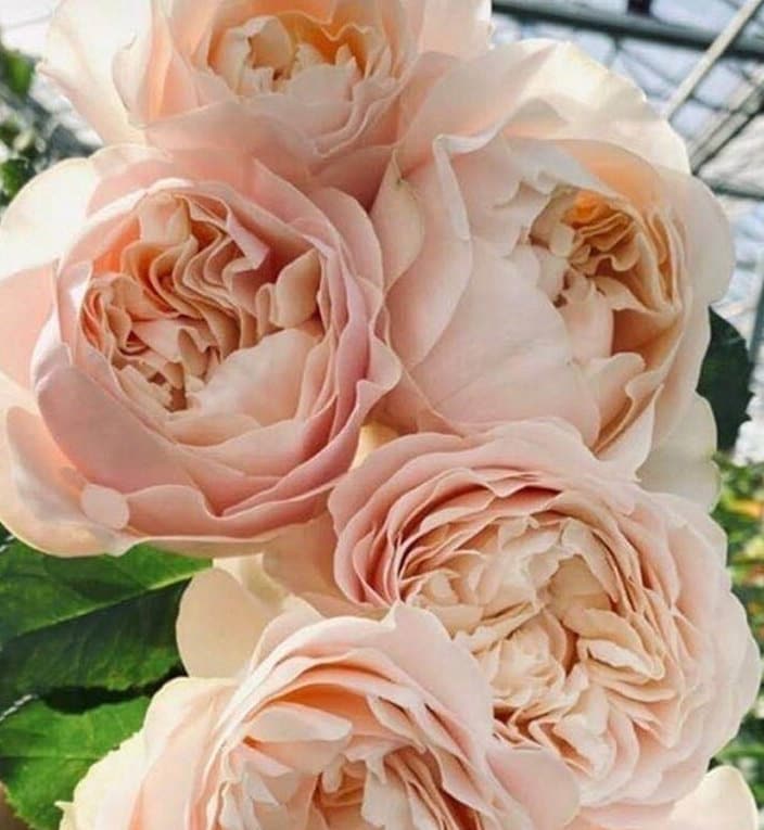 Rose 'Unforgettable' (难忘) (1Gal Live Plant) Shrub Rose