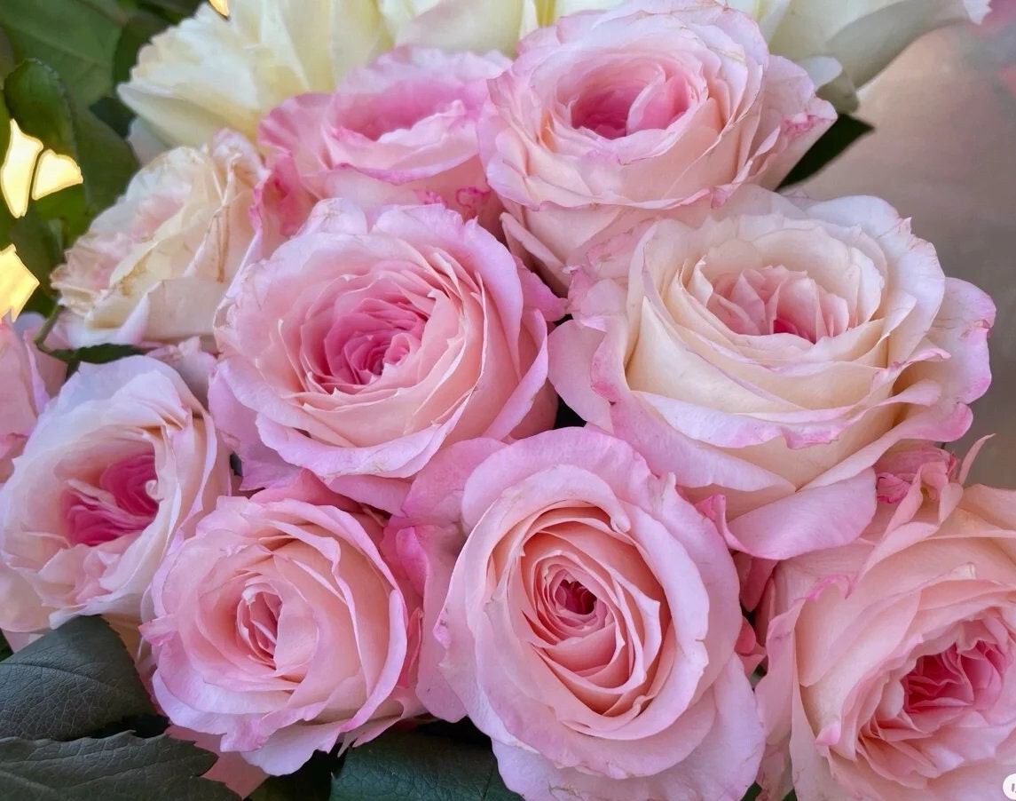 Rose 'Pink Mela Bride' (梅拉新娘) (1Gal Live Plant) Shrub Rose
