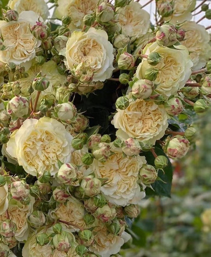 Rose 'Victoria Wedding' (维多利亚婚礼) (1Gal+ Live Plant) Shrub Rose