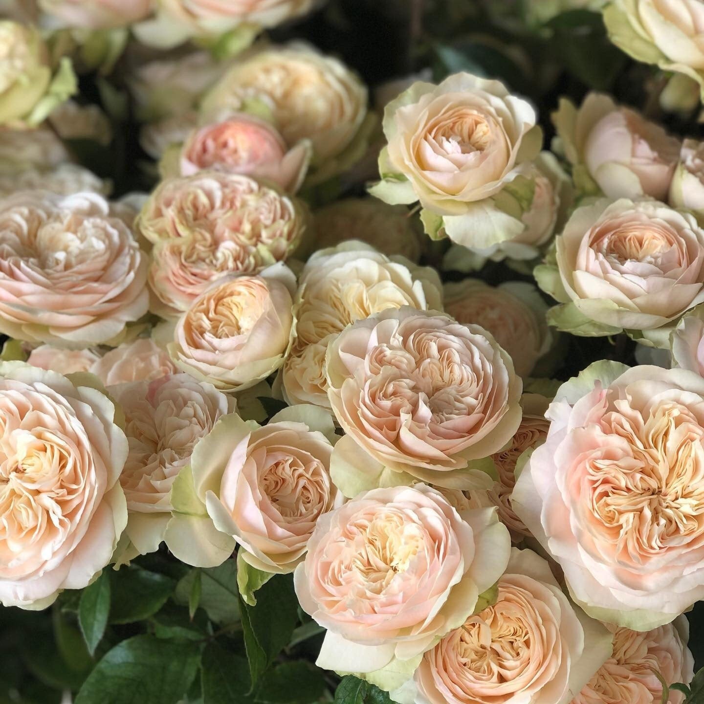 Rose 'Victoria Wedding' (维多利亚婚礼) (1Gal+ Live Plant) Shrub Rose