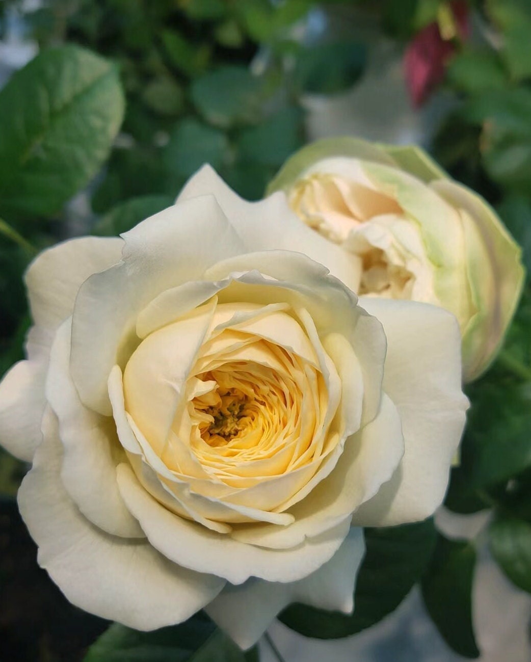 Rose 'Royal Park' (皇家园林) (1 Gal+ Live Plant) Shrub Rose