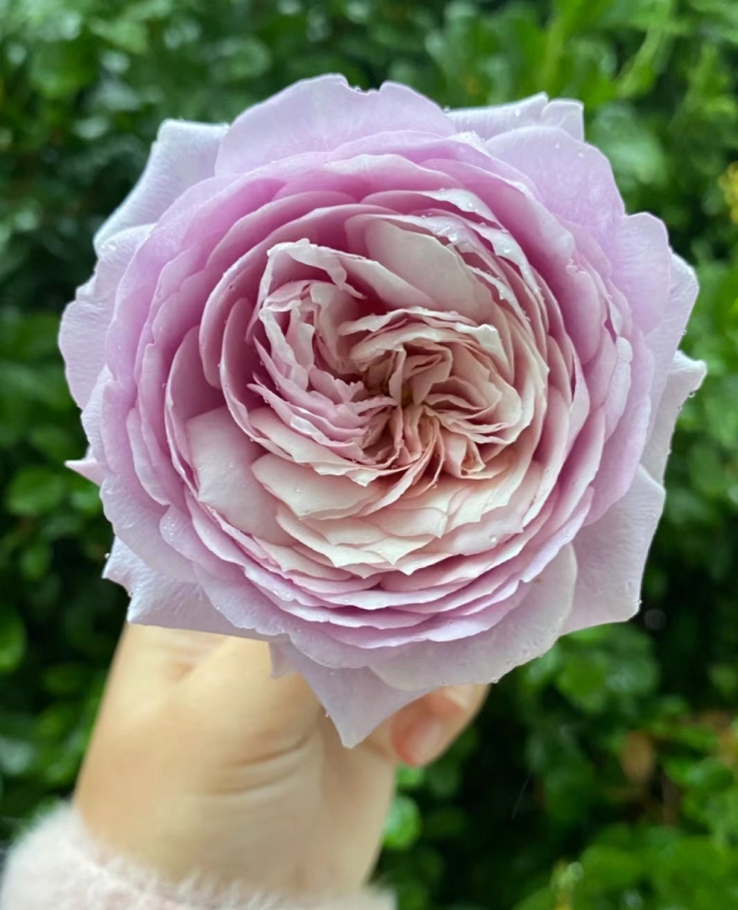 Rose 'The Pride' (荣耀) (1 Gal+ Live Plant) Shrub Rose