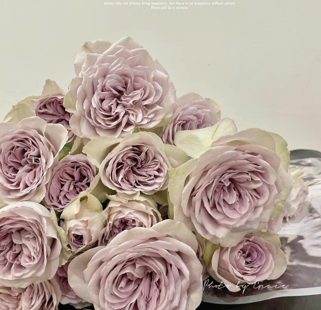 Rose 'Notre Dame' (巴黎圣母院) (1Gal+ Live Plant) Shrub Rose