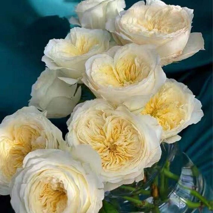 Rose 'Royal Park' (皇家园林) (1 Gal+ Live Plant) Shrub Rose