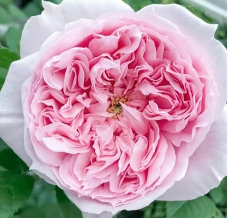 Rose 'Schone Maid' (美少女) fragrance, disease resistance, cut flowers (1Gal+ Live Plant) Shrub Rose .