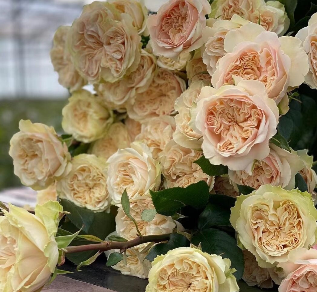 Rose 'Victoria Wedding' (维多利亚婚礼) (1Gal+ Live Plant) Shrub Rose