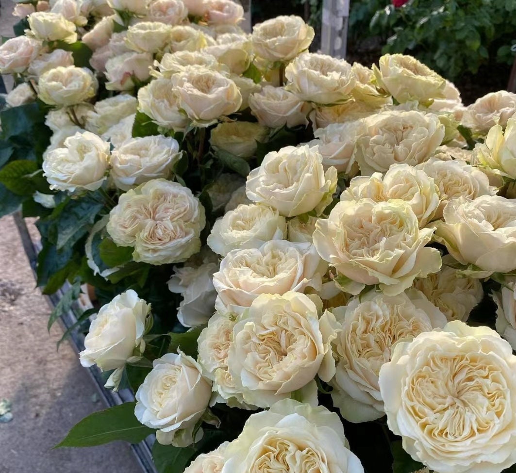Rose 'Victoria Wedding' (维多利亚婚礼) (1Gal+ Live Plant) Shrub Rose