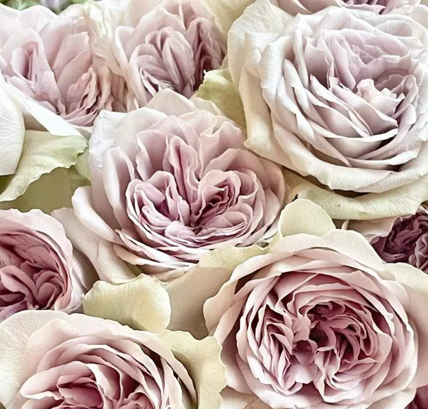 Rose 'Notre Dame' (巴黎圣母院) (1Gal+ Live Plant) Shrub Rose