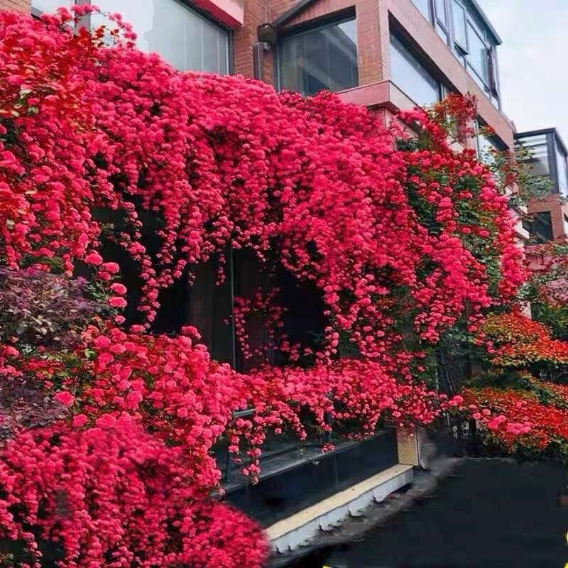 Rose 'Red Banksiae' (红木香) (5 Gal Bare Root) (Non-Dormant)