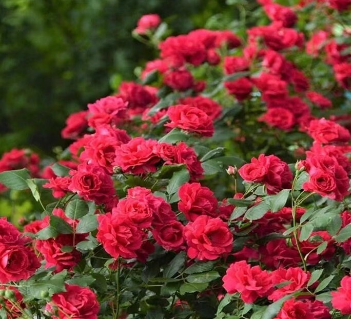 Rose 'Red Banksiae' (红木香) (5 Gal Bare Root) (Non-Dormant)