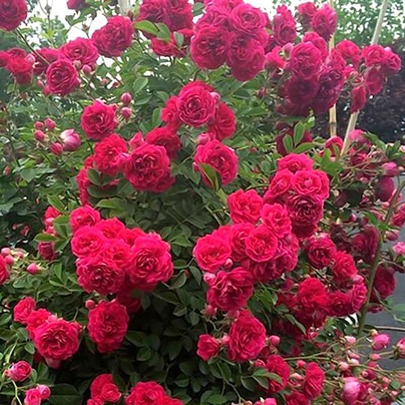 Rose 'Red Banksiae' (红木香) (5 Gal Bare Root) (Non-Dormant)