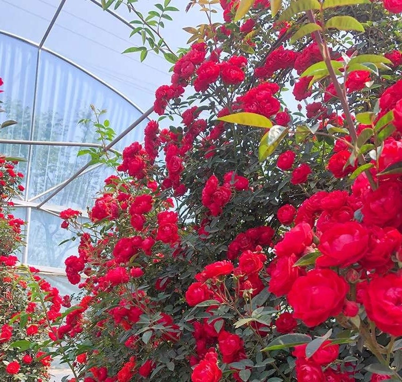 Rose 'Red Banksiae' (红木香) (5 Gal Bare Root) (Non-Dormant)