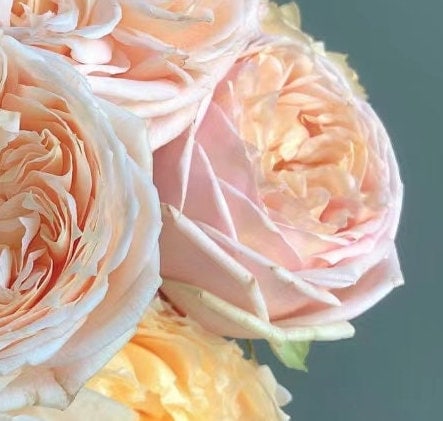 Rose 'Sweet Catalina' (甜蜜凯特琳娜) (1Gal+ Live Plant) Shrub Rose