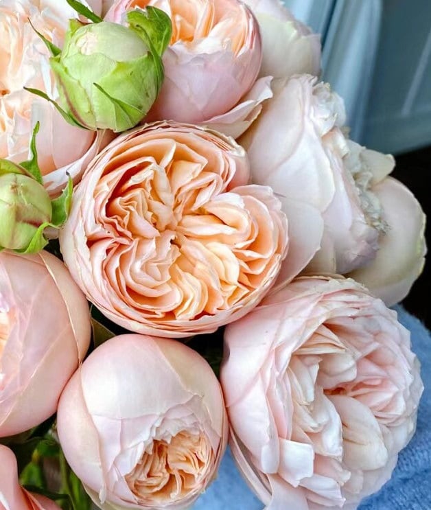 Rose 'Sweet Catalina' (甜蜜凯特琳娜) (1Gal+ Live Plant) Shrub Rose