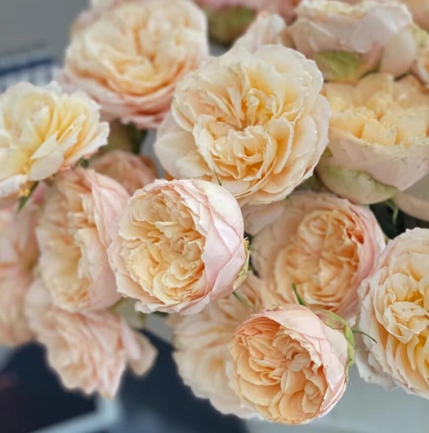 Rose 'Sweet Catalina' (甜蜜凯特琳娜) (1Gal+ Live Plant) Shrub Rose