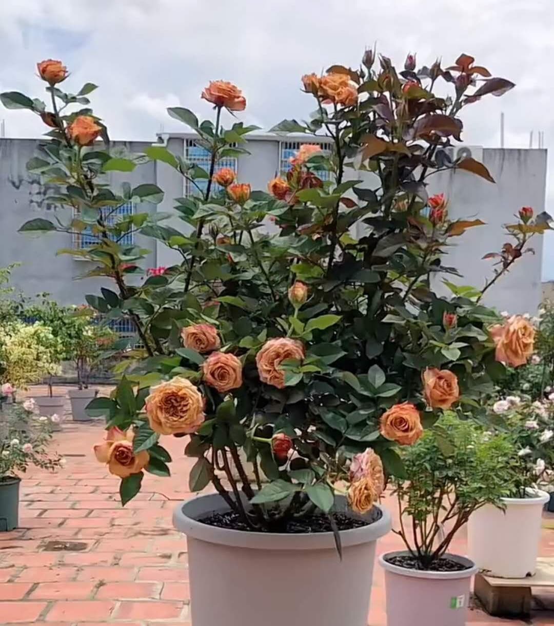 Rose 'Pimms' (皮姆斯公园) (1 Gal+ Live Plant) Shrub Rose