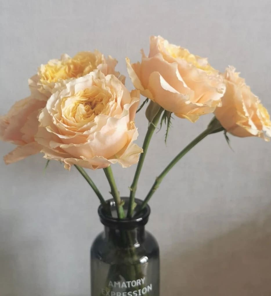 rose 凯拉露娜(CaraLuna) live plants 1Gal+ Bare Root
