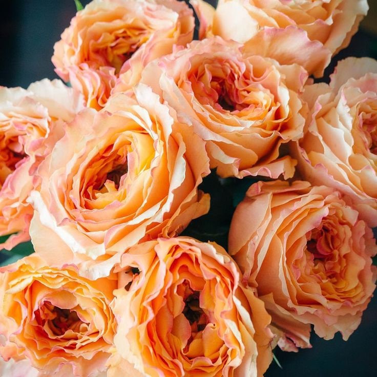 rose 凯拉露娜(CaraLuna) live plants 1Gal+ Bare Root