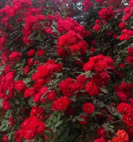 Rose 'Red Banksiae' (红木香) (5 Gal Bare Root) (Non-Dormant)