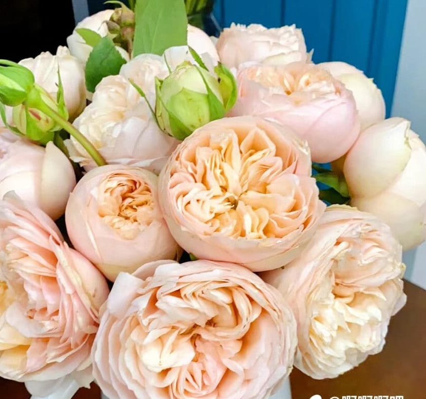 Rose 'Sweet Catalina' (甜蜜凯特琳娜) (1Gal+ Live Plant) Shrub Rose