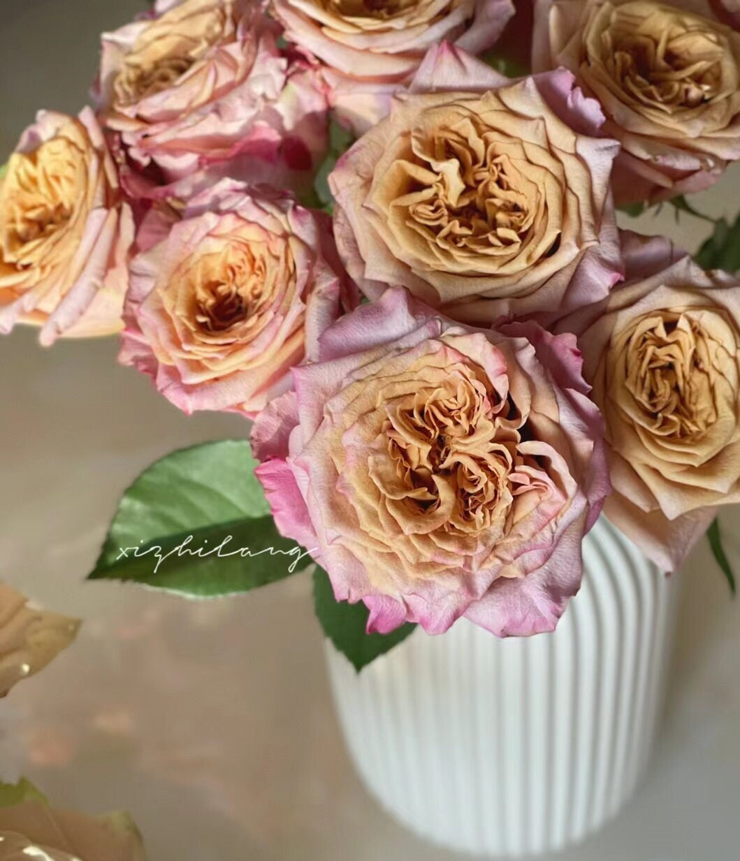 Rose 'Pimms' (皮姆斯公园) (1 Gal+ Live Plant) Shrub Rose
