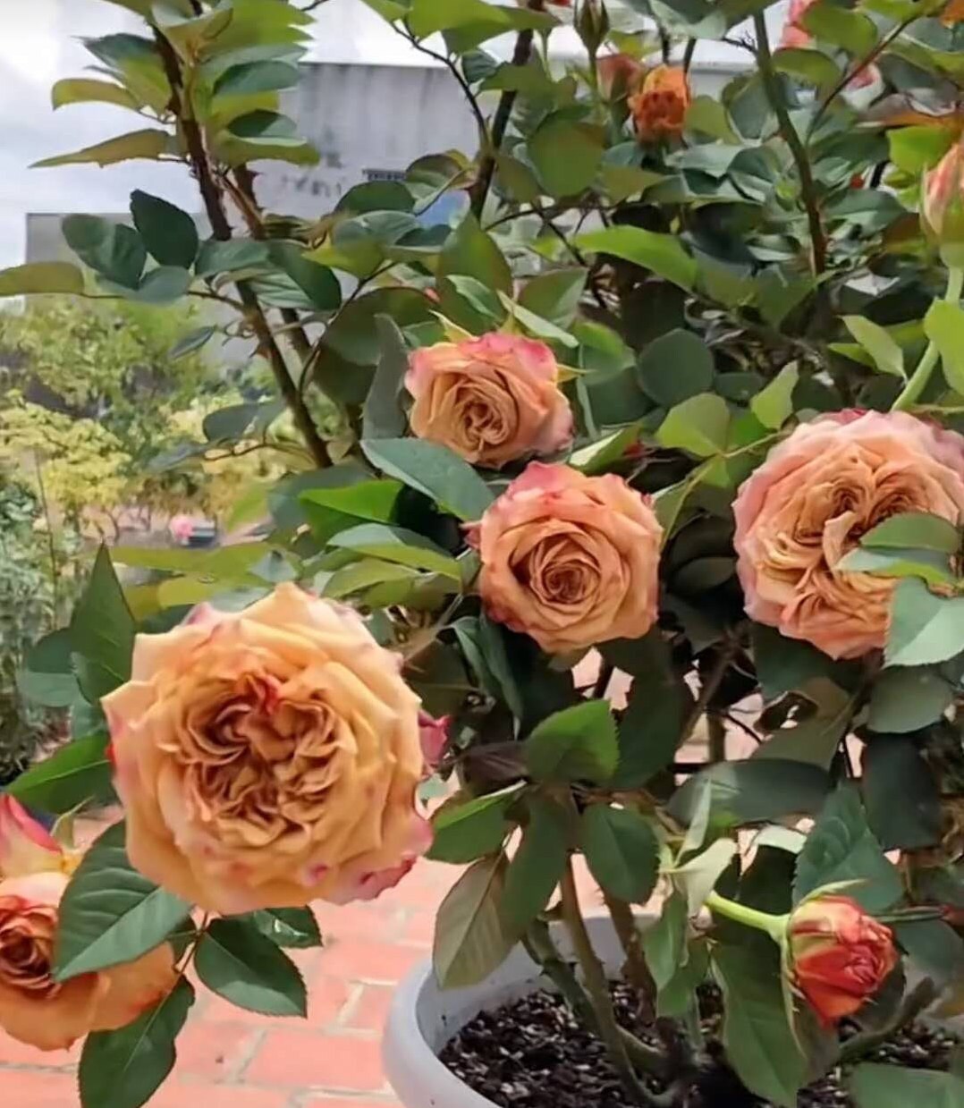 Rose 'Pimms' (皮姆斯公园) (1 Gal+ Live Plant) Shrub Rose